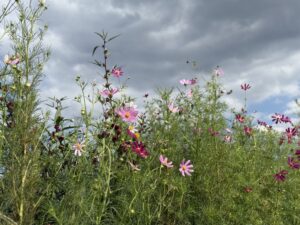 寺家ふるさと村のコスモスたち
