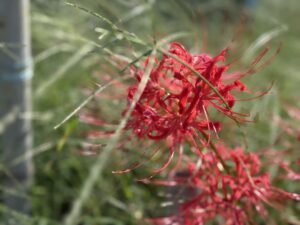 彼岸花の赤や白が咲く季節。あか。