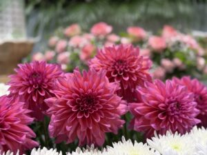 大輪のピンクダリア